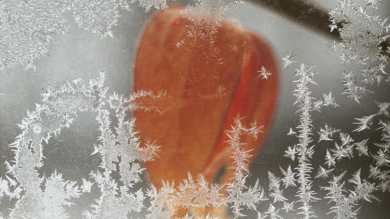 Radost, kterou nelze vzít