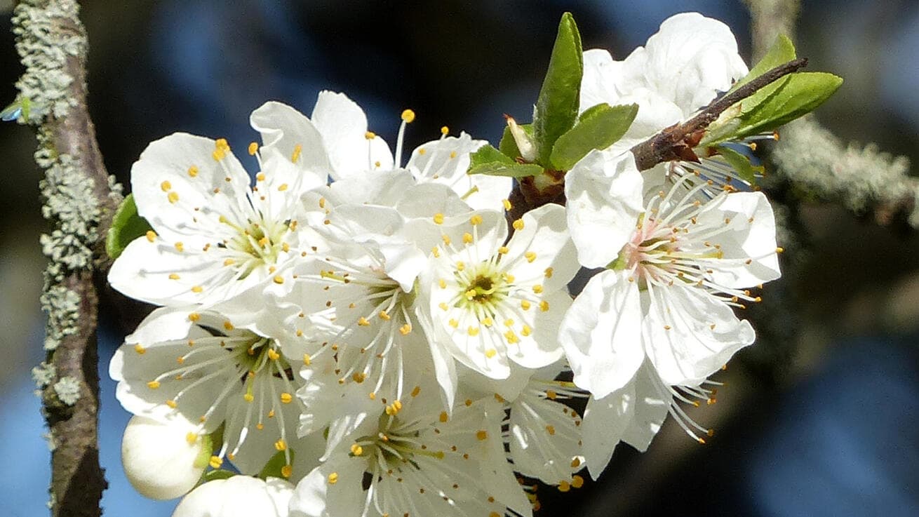Krása je dopis od milované osoby